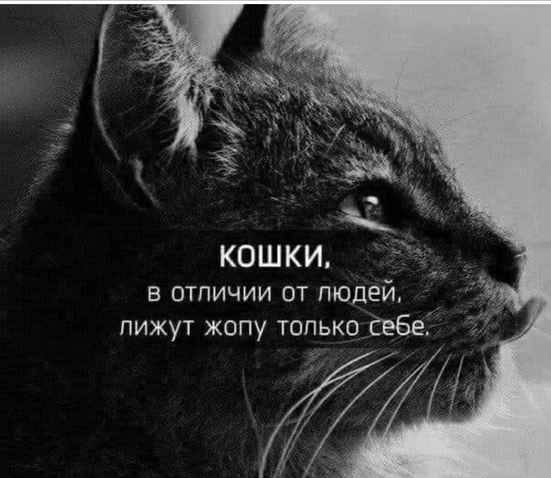 коты лижут жопу фото 21