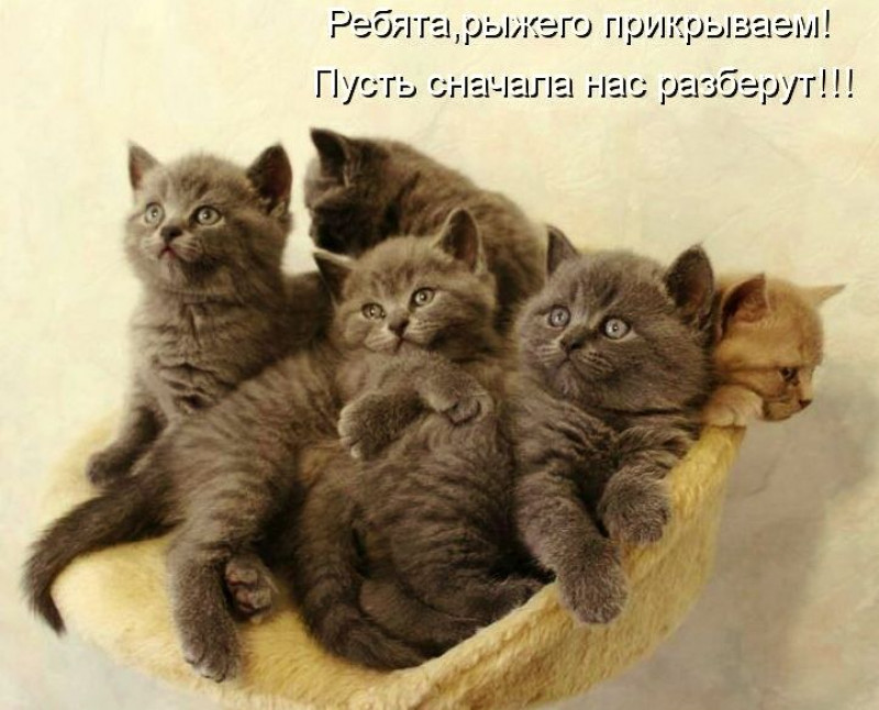 Коты с надписями. Котята с надписями. Приколы с котами с надписями. Смешные коты с надписями. Веселые котята с надписями.